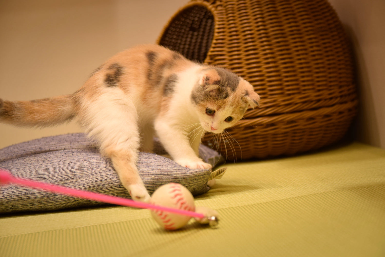 Cat Toys