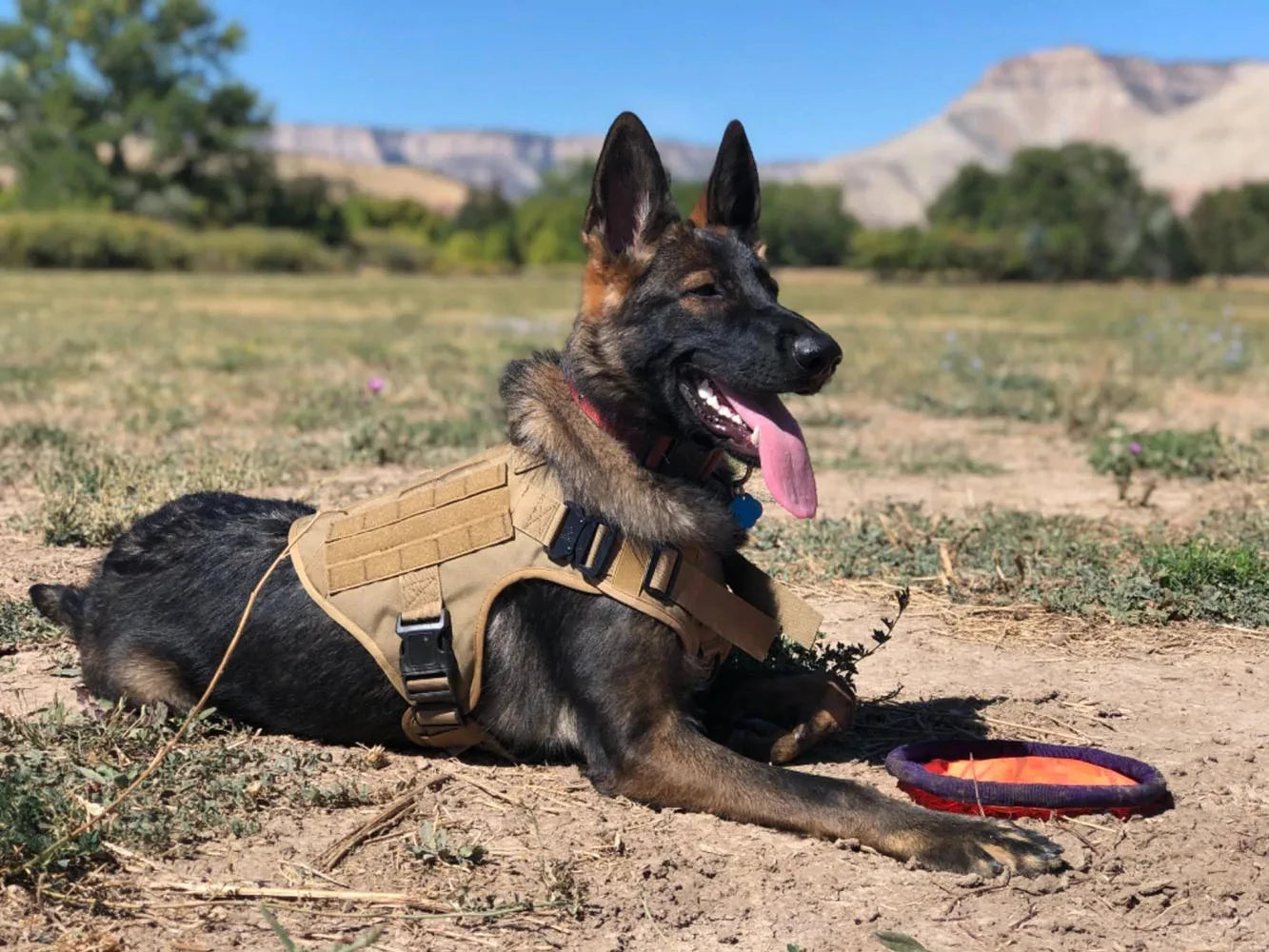 Dog Harness Collar Set Adjustable Tactical Dog Vest Harness And Durable Nylon Dog Collar Combo For Small Medium Large Dogs Outdoor Walking Training